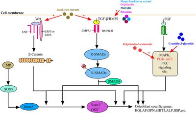 Research Progress of the Role of Anthocyanins on Bone Regeneration